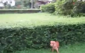 Funny Dog Jump - Animals - VIDEOTIME.COM