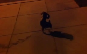 Dog Pees Funny - Animals - VIDEOTIME.COM
