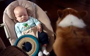 Corgi And Baby Fetch - Animals - VIDEOTIME.COM