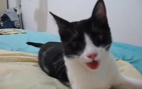 Kitten Think Its A Puppy - Animals - VIDEOTIME.COM