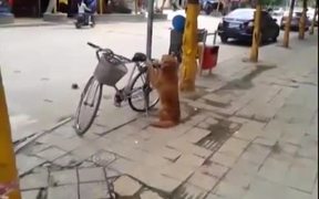 Dog Guards Owners Bike - Animals - VIDEOTIME.COM