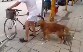 Dog Guards Owners Bike - Animals - VIDEOTIME.COM