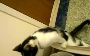 Cat Pees Standing Up - Animals - VIDEOTIME.COM