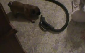 Puggle Vs Vacuum
