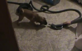 Puggle Vs Vacuum - Animals - VIDEOTIME.COM