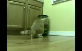 Cat Feeder Slamming
