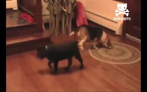 Smart Dog Gets His Toy