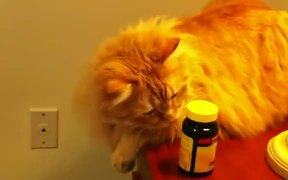 The Jerk Cat - Animals - VIDEOTIME.COM
