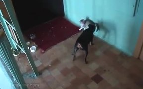 Security Cat - Animals - VIDEOTIME.COM