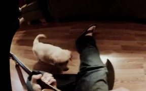 Dog Guitar - Animals - VIDEOTIME.COM