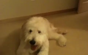 Over Excited Dog Fails