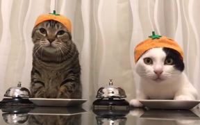 Pavlov's Cats - Animals - VIDEOTIME.COM