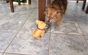 Dog & Toy Puppy - Animals - VIDEOTIME.COM