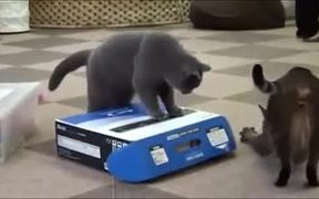 Cats Can Be Jerks 2 - Animals - VIDEOTIME.COM