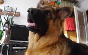 German Shepherd Ringtones - Animals - VIDEOTIME.COM