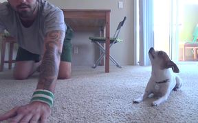 Chihuahua Yoga - Animals - VIDEOTIME.COM