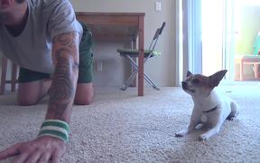Chihuahua Yoga - Animals - VIDEOTIME.COM