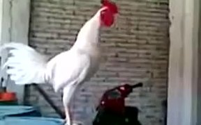 Laughing Rooster - Animals - VIDEOTIME.COM
