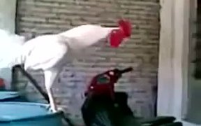Laughing Rooster