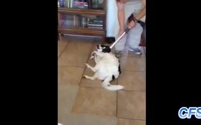 Dogs Who Love Being Vacuumed - Animals - VIDEOTIME.COM