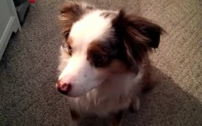 Defective Dog Siren - Animals - VIDEOTIME.COM