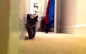 Cats Sneaking Up On You