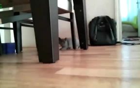 Cats Sneaking Up On You