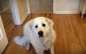 Dogs Catching Treats - Animals - VIDEOTIME.COM