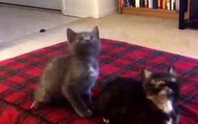 Kitten Jam - Animals - VIDEOTIME.COM