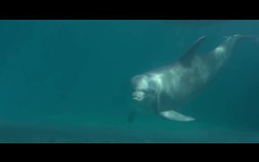 Bernie The Dolphin Official Trailer