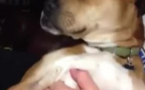 Gangsta Dog - Animals - VIDEOTIME.COM