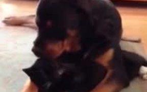 Dog Loves The Cat - Animals - VIDEOTIME.COM