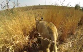 Gopro Strapped To Lions Back