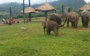 Baby Elephant Chasing Dog