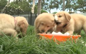 Cutest Golden Retriever Puppies