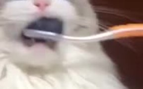 Cat Malfunctions When Teeth Brushed - Animals - VIDEOTIME.COM