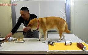 Dog Takes Over Cooking Show - Animals - VIDEOTIME.COM