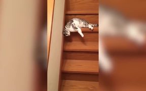 Laziest Cat Ever - Animals - VIDEOTIME.COM