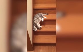 Laziest Cat Ever - Animals - VIDEOTIME.COM
