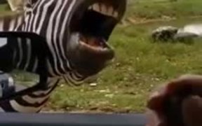 The Singing Zebra - Animals - VIDEOTIME.COM