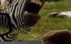 Zebra Will Sing For Snacks