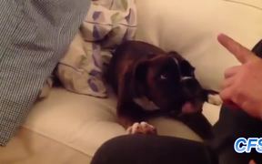 Dogs Arguing With Owners