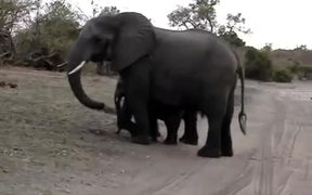 Baby Elephant Attack