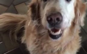 Dog Finds Out She Is Cancer Free