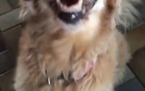 Dog Finds Out She Is Cancer Free