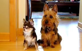 Which Dog Pooped In The Kitchen - Animals - VIDEOTIME.COM