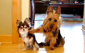 Which Dog Pooped In The Kitchen - Animals - VIDEOTIME.COM