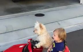 The Dog Is Steering - Animals - VIDEOTIME.COM