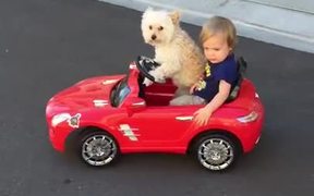 The Dog Is Steering - Animals - VIDEOTIME.COM