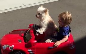 The Dog Is Steering